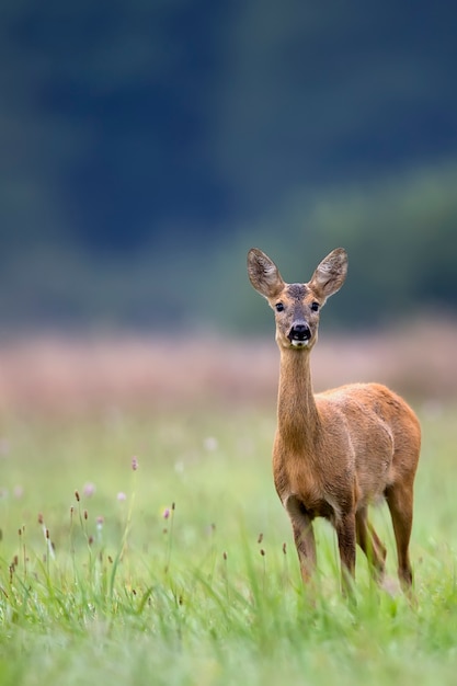 Roe deer in a clearing in the wild 