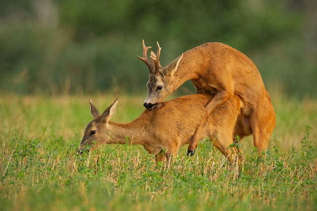 Roe deer couple copulating at evening light during summer rain