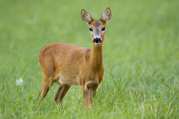 Roe deer doe facing camera on green summer meadow