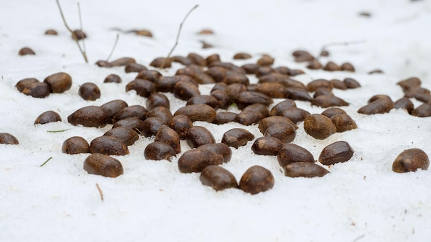 Roe deer droppings in the snow in the forest Roe deer droppings in the snow in the forest Feces excrement of clovenhoofed animals