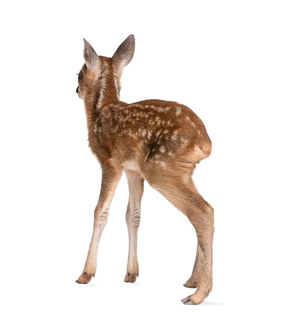 Roe deer Fawn - Capreolus capreolus on white isolated