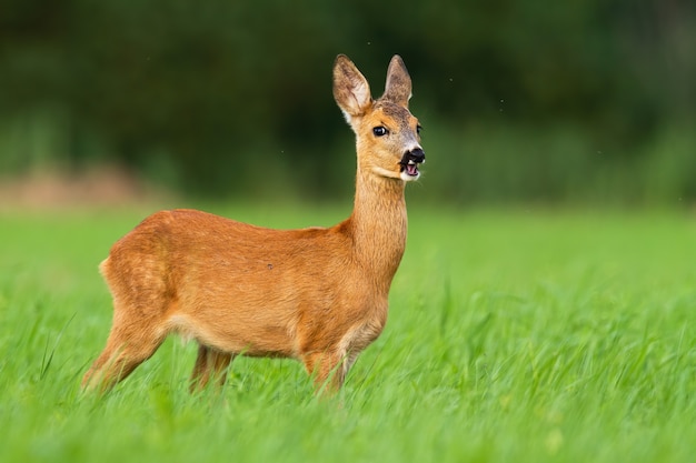 Roe deer fawn grazing in nature