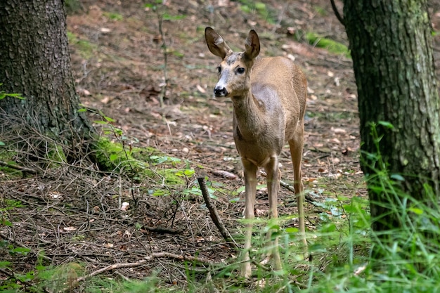 Roe deer in forest Capreolus capreolus Wild roe deer in nature