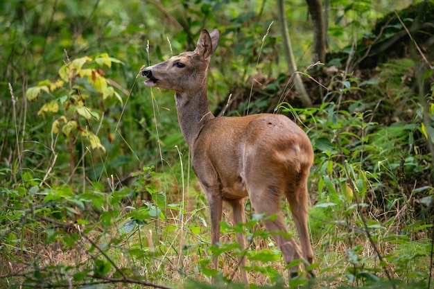 Roe deer in forest Capreolus capreolus Wild roe deer in nature