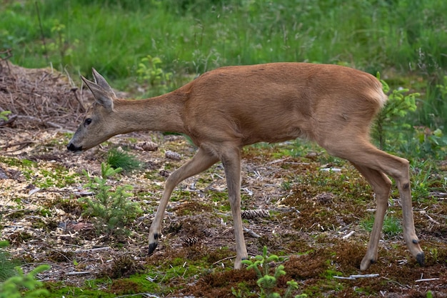 Roe deer in forest Capreolus capreolus Wild roe deer in nature