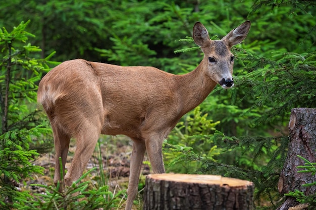 Roe deer in forest Capreolus capreolus Wild roe deer in nature