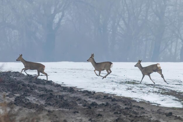 Roe Deer herd in winter morning (Capreolus capreolus)