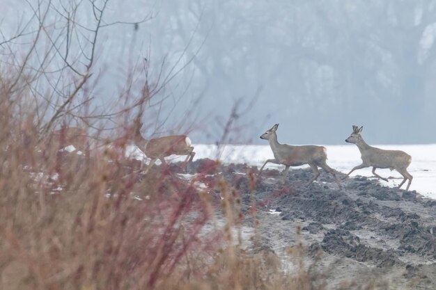 Roe Deer herd in winter morning (Capreolus capreolus)