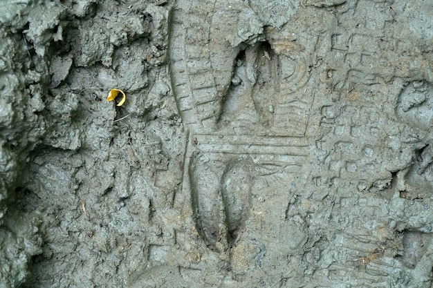 Roe deer and human print on mud