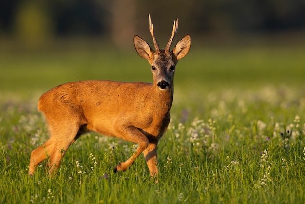 Roe deer looking to the camera in flowers in summer