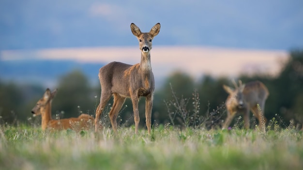 Roe deer looking to the camera on meadow in autumn