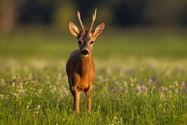 Roe deer looking to the camera on meadow in summer