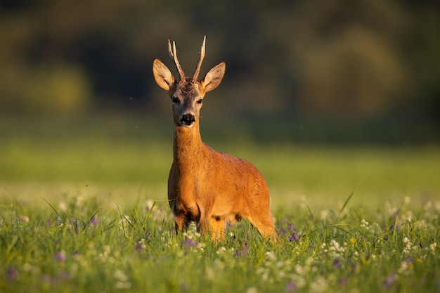 Photo roe deer looking on meadow in summertime golden hour