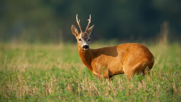 Roe deer looking over the shoulder on field in summer