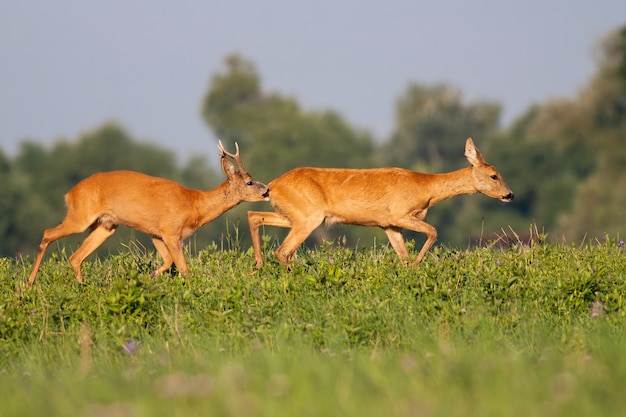 Roe deer male sniffing female on meadow during the summer.