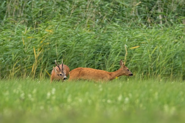 Roe deer male sniffing female in rutting season on meadow.