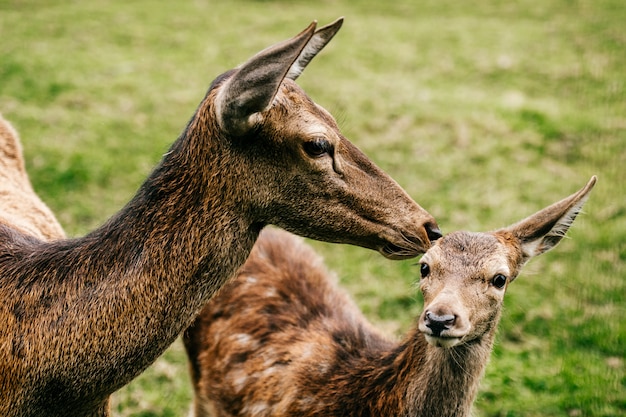 Roe deer mother cares her little helpless young child