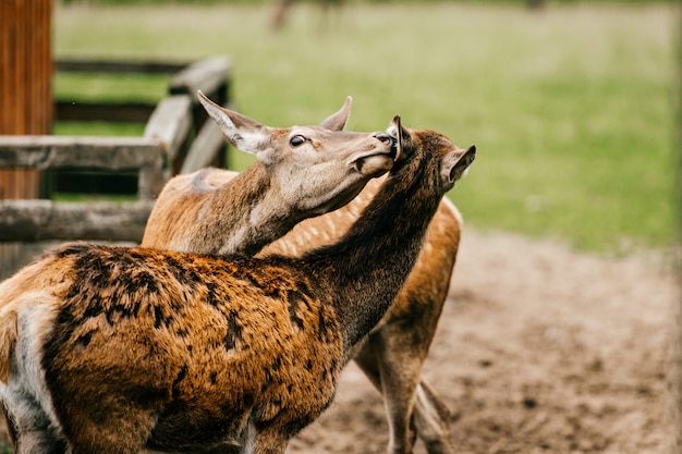 Roe deer mother cares her little helpless young child