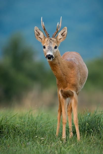 Roe deer staring on grassland in summer in vertical shot