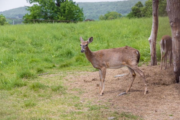 Roe deer walking on grass meadow in summer