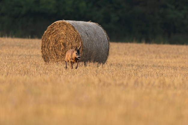 Roe deer walking on stubble with rounded bale of hey