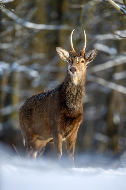 Roe deer in the winter forest Animal in natural habitat