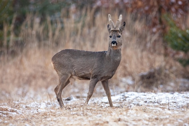 Roe deer with velvet antlers looking on field in winter