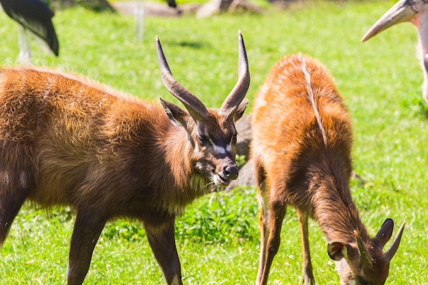 Roe deers on the meadow zoo wild animals and mammal concept