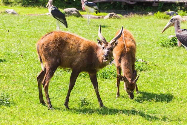 Roe deers on the meadow