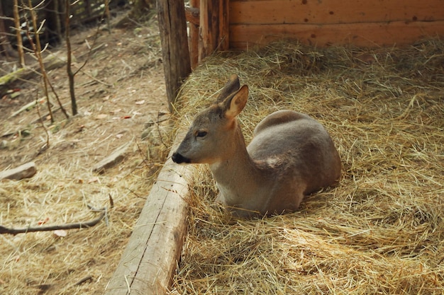 Roe lying on straw in autumn day