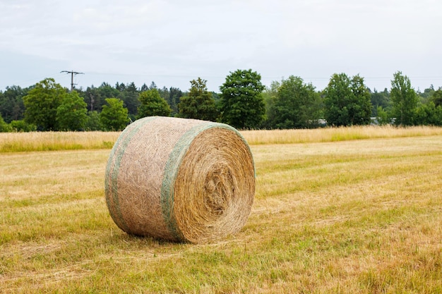 Photo roll of dry hay in the field