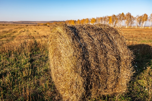 Roll of fresh hay in the autumn field, livestock feed