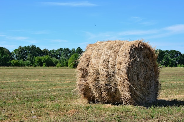 rolled haystack isolated on the agricultural field in sunny day