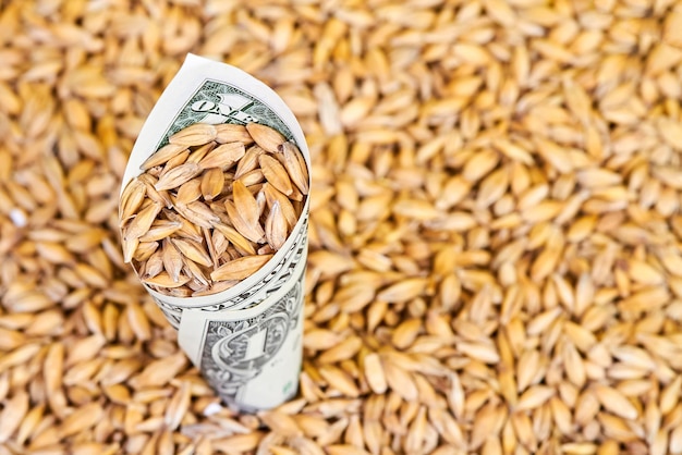 A rolled up dollar bill with barley grains sprinkled into it