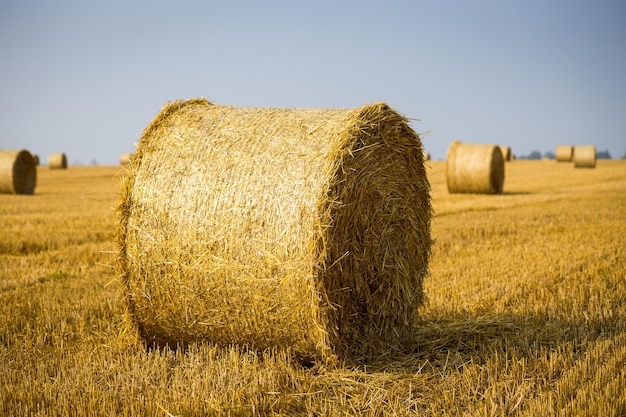 Rolls of haystacks on the field Summer farm scenery with haystack on the Background of beautiful sunset Agriculture ConceptHarvest concept