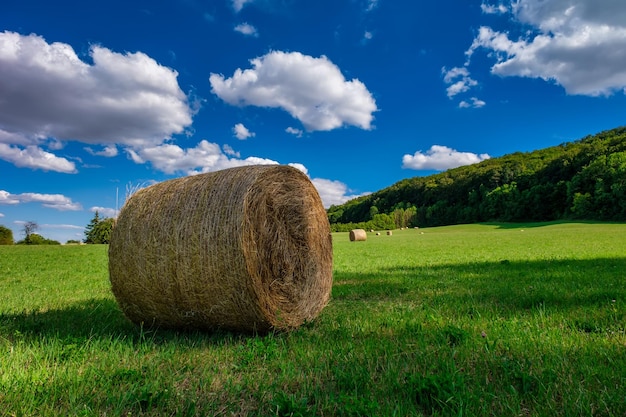 Rolls haystacks straw on field harvesting wheat Rural field with bales of hay Landscape