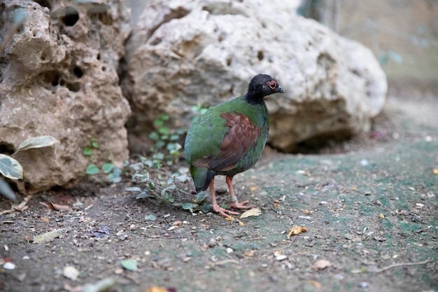 Rollulus rouloul crowned partridge Crested perdiz bird macro