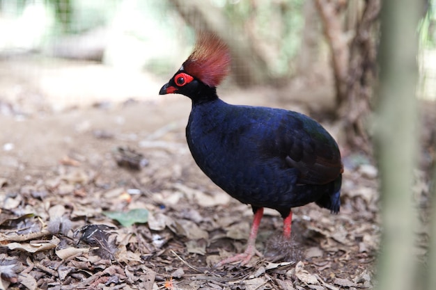 Rollulus rulul with red tuft crowned partridge Bird macro