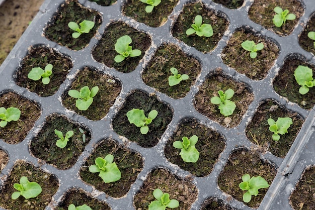 Romaine lettuce seedling in cultivation tray Top view