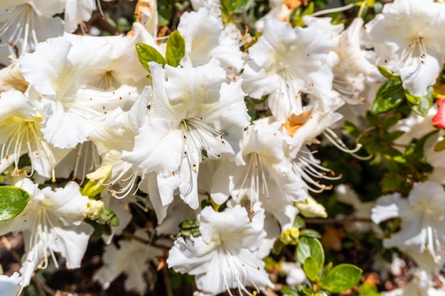 Roman bellevalia del mediterraneo white flowers in the natural park of Iturraran Basque Country