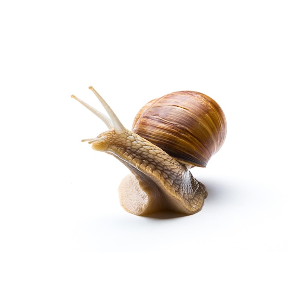 Roman snail on white