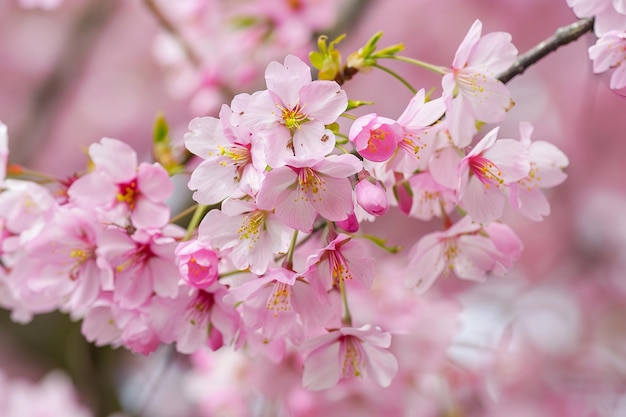 Romance in Bloom photo