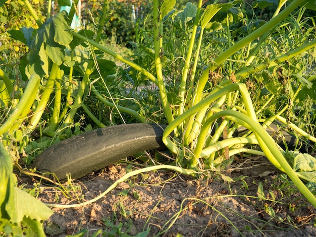 Romanesco green squash zucchini growing in the garden