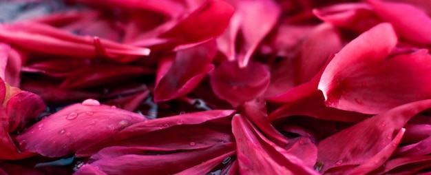 Romantic abstract floral background pink flower petals in water