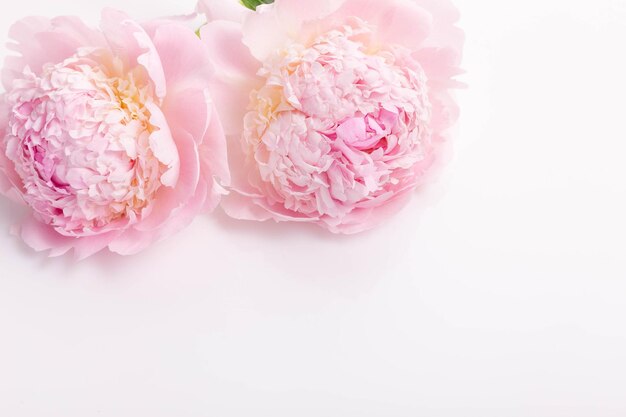 Photo romantic banner delicate white peonies flowers closeup fragrant pink petals beauty wedding mothers