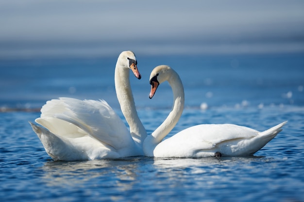 Romantic couple of swans on the lake