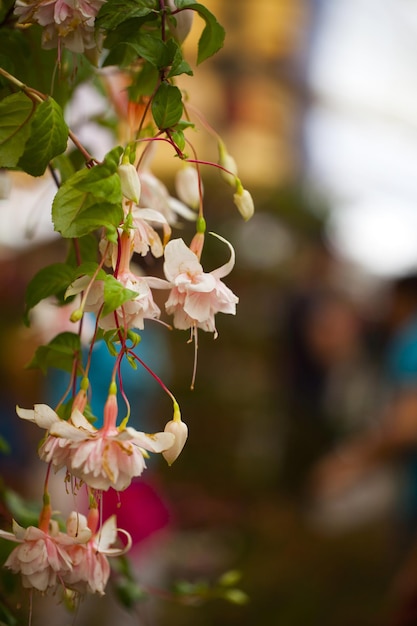 Romantic and The Natural Pink Flowers Photo