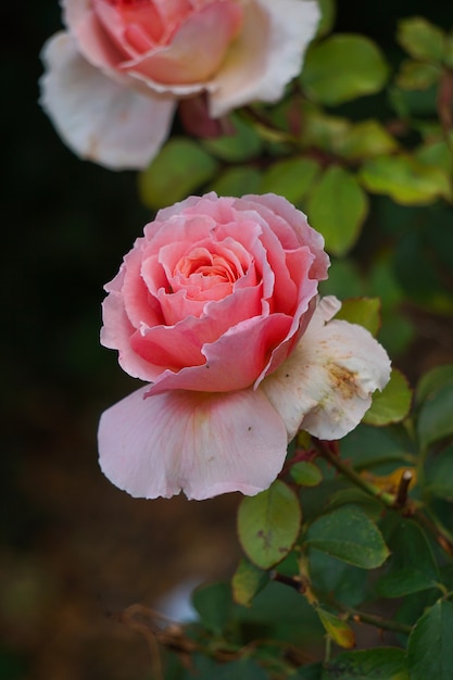 romantic pink rose in garden 