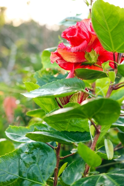 Romantic red flowers on branches showing love and tenderness among lovers