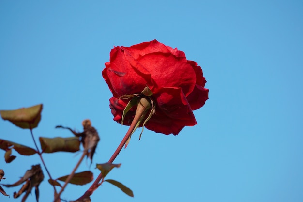 romantic red rose flower decorative in the garden